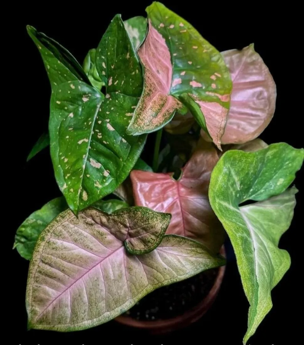 Syngonium hojas rosas Pink Splash