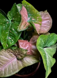 Syngonium lyserøde blade Pink Splash