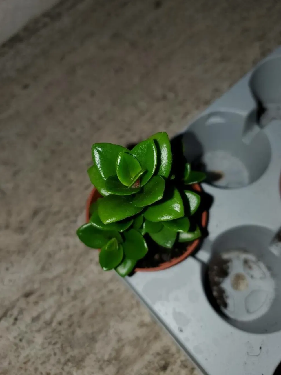 Grønne blade Nematanthus 'Après