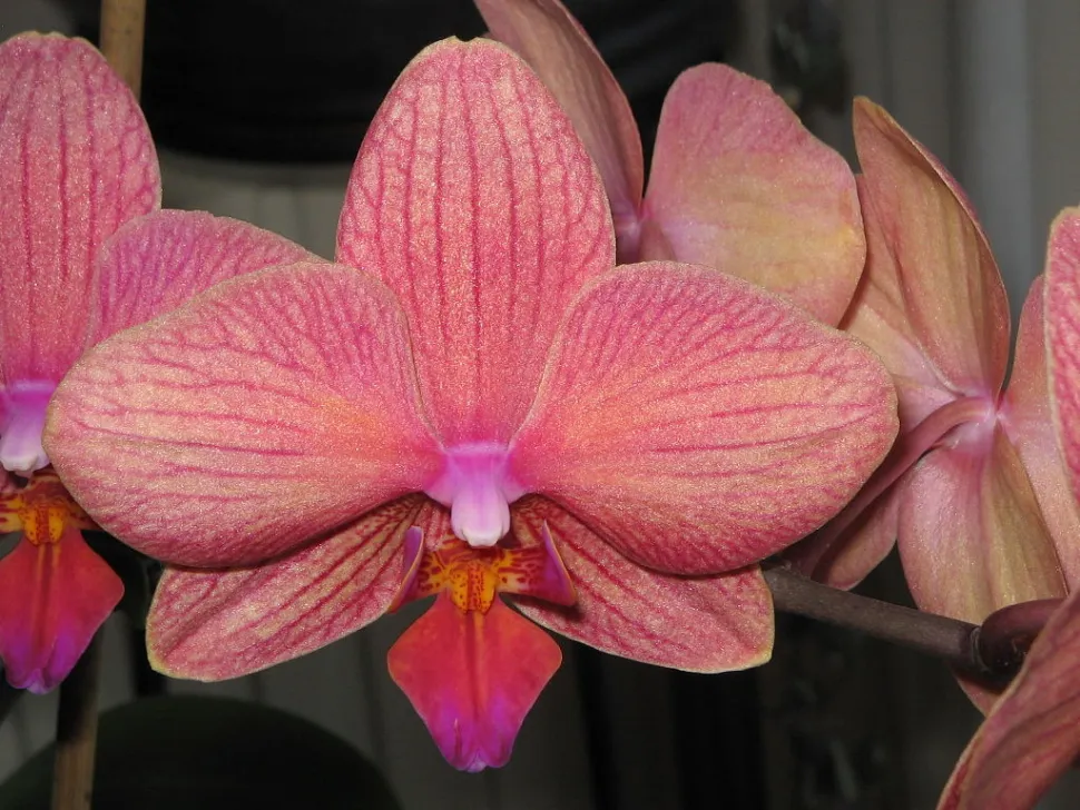 Cultivar de Phalaenopsis con flores rosas