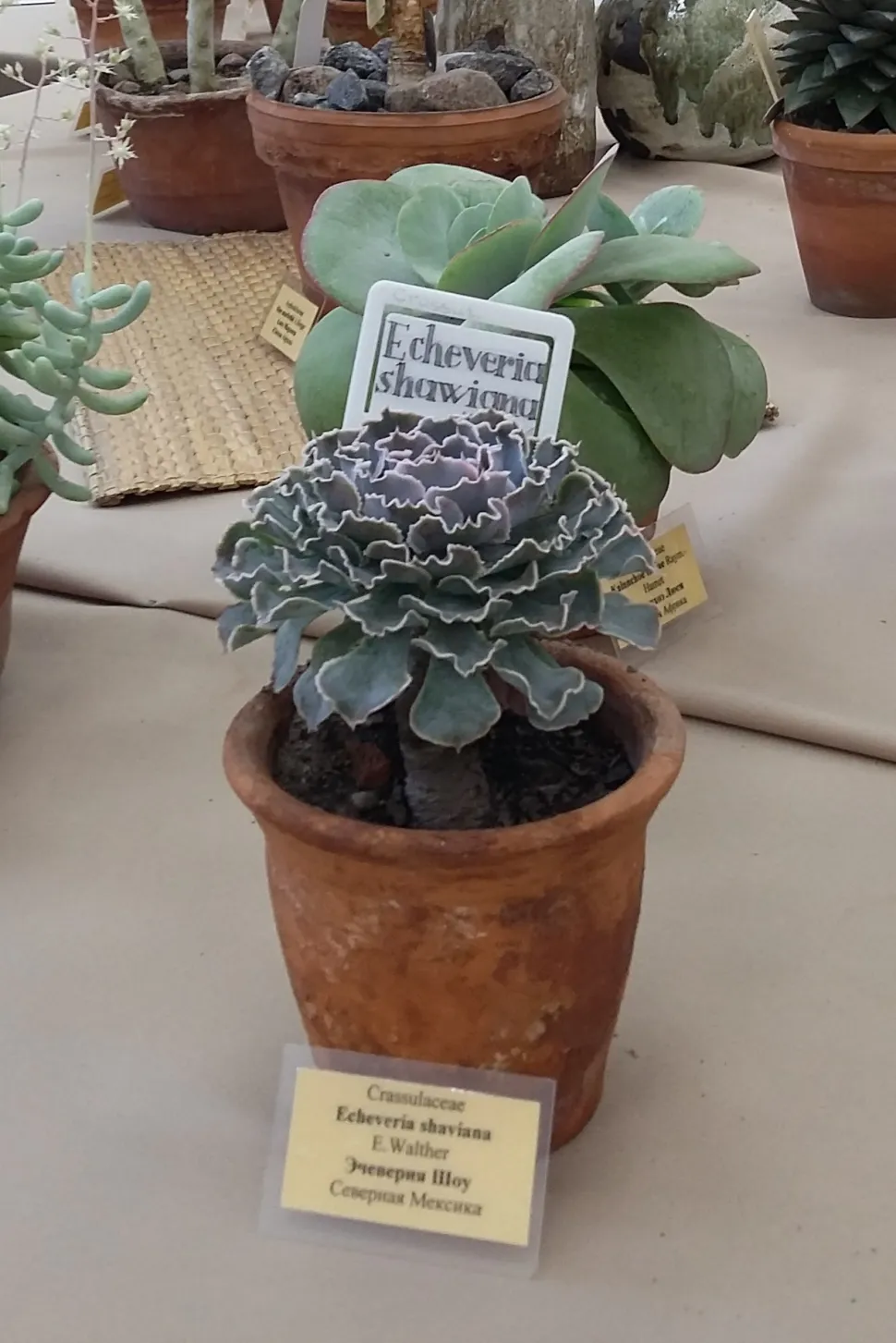 Gekräuselte Echeveria im Topf