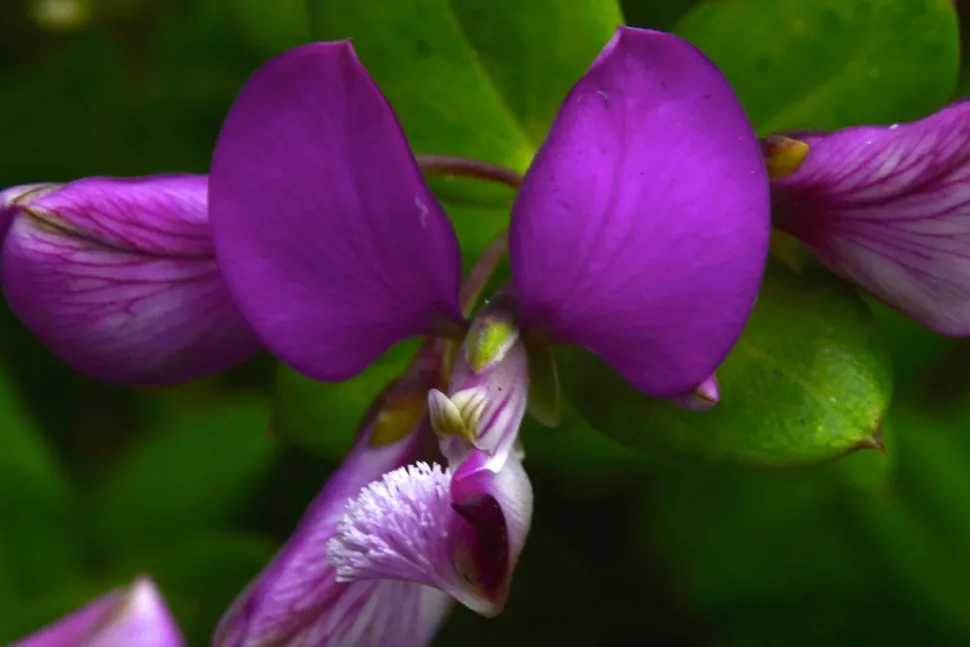 Fleurs violettes Polygala oppositifolia