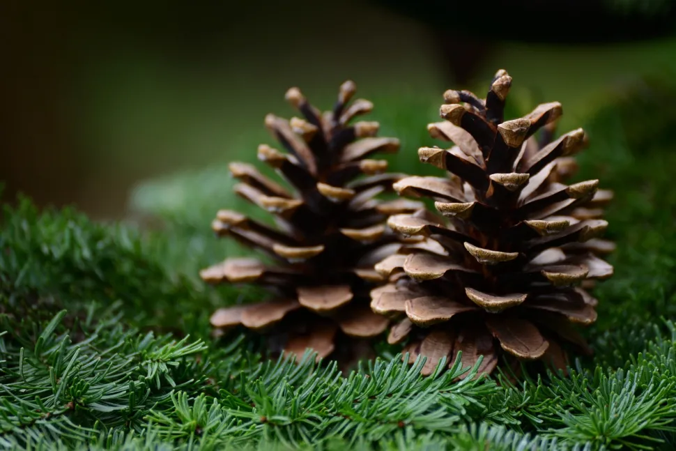 Pommes de pins sur des branches de sapins