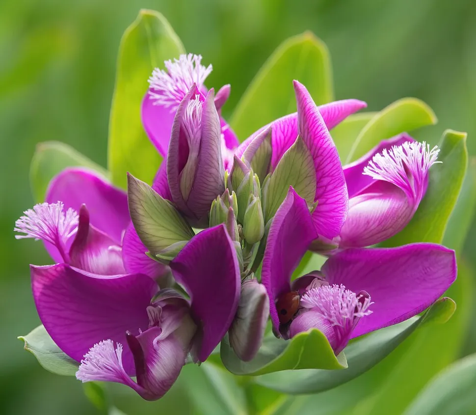 Fleurs violettes Polyvala myrtifolia