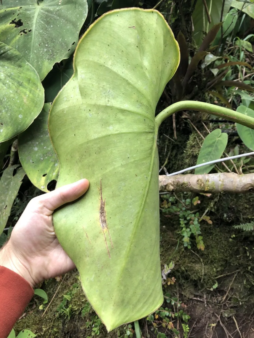 Achterblad Philodendron rugosum