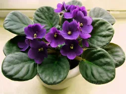 Streptocarpus ionanthus paarse bloemen