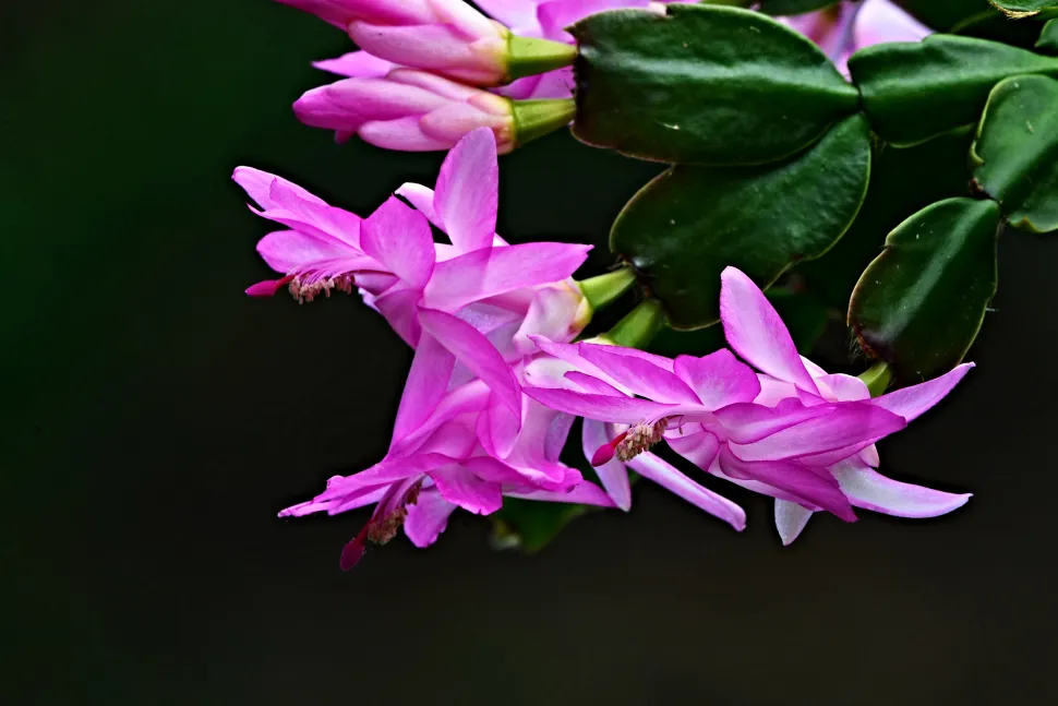 Flor roxa de cato de Natal