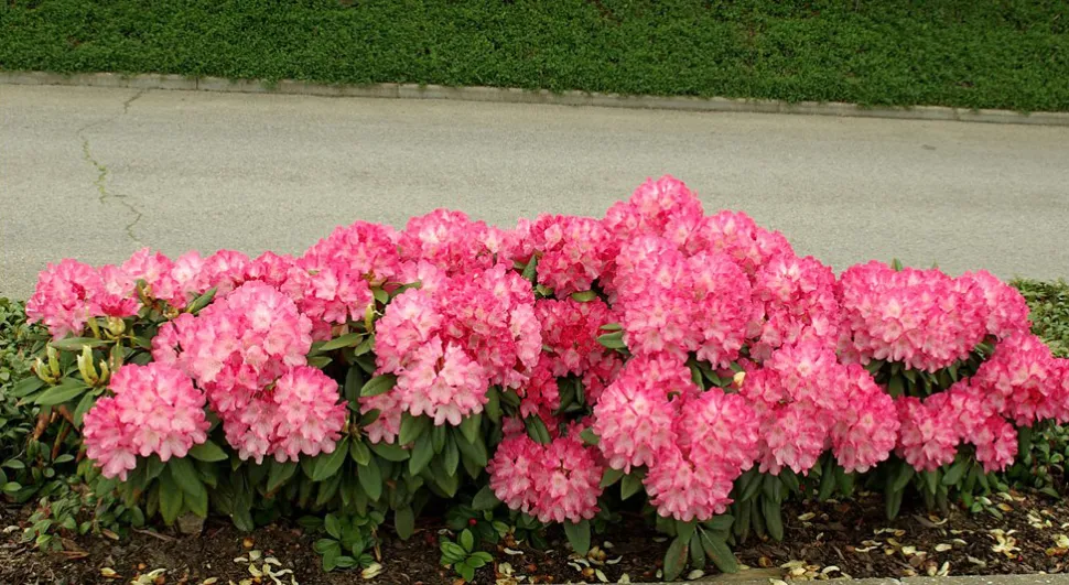 Arbusto rosa em flor Rhododendron yakushimanum