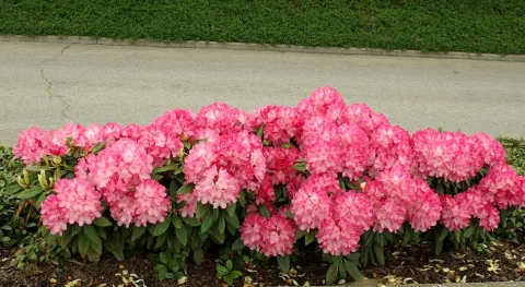 Flowering pink bush Rhododendron yakushimanum