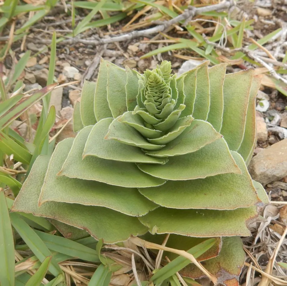 Fusto di Crassula capitella