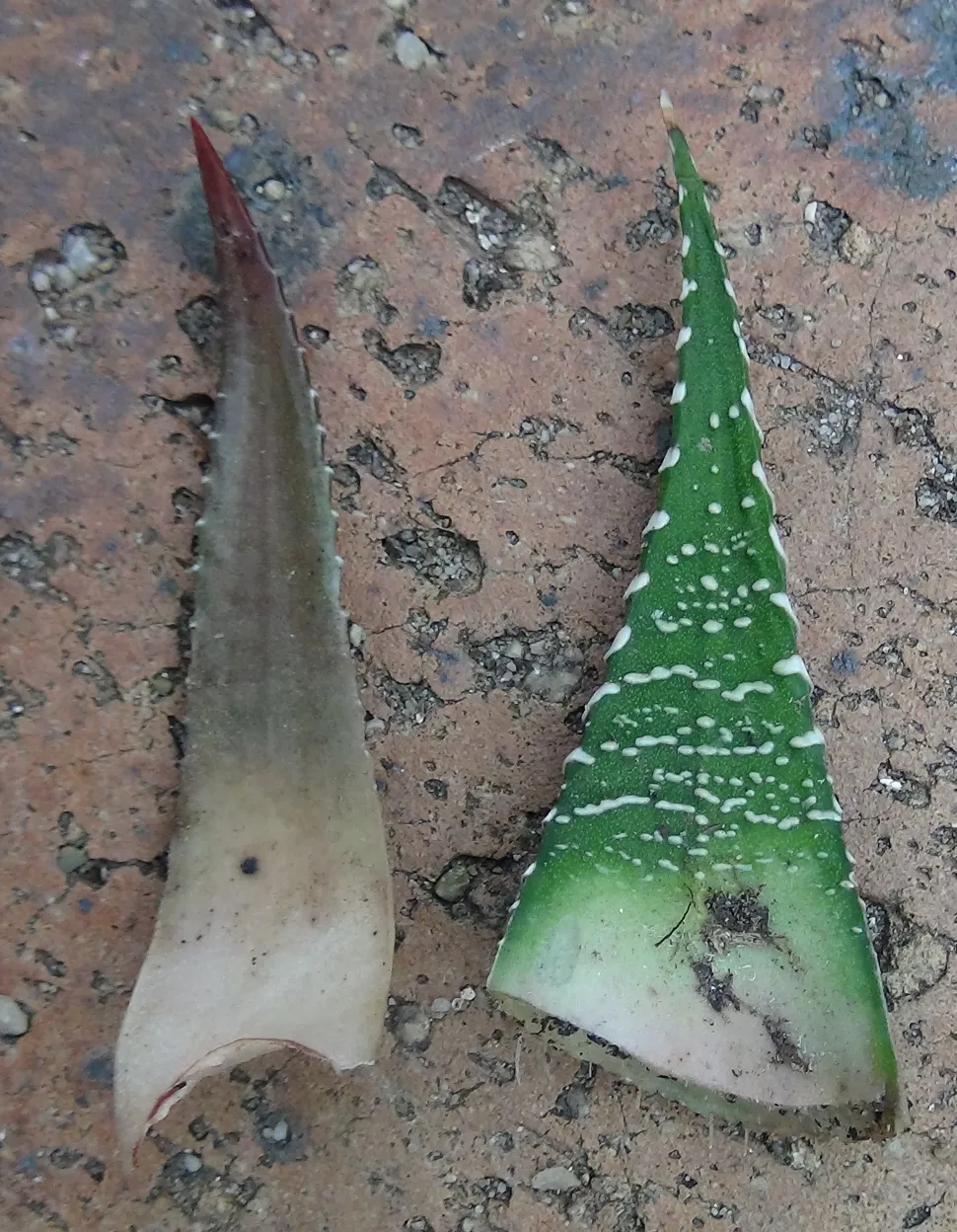 Geschnittene Blätter Haworthia fasciata