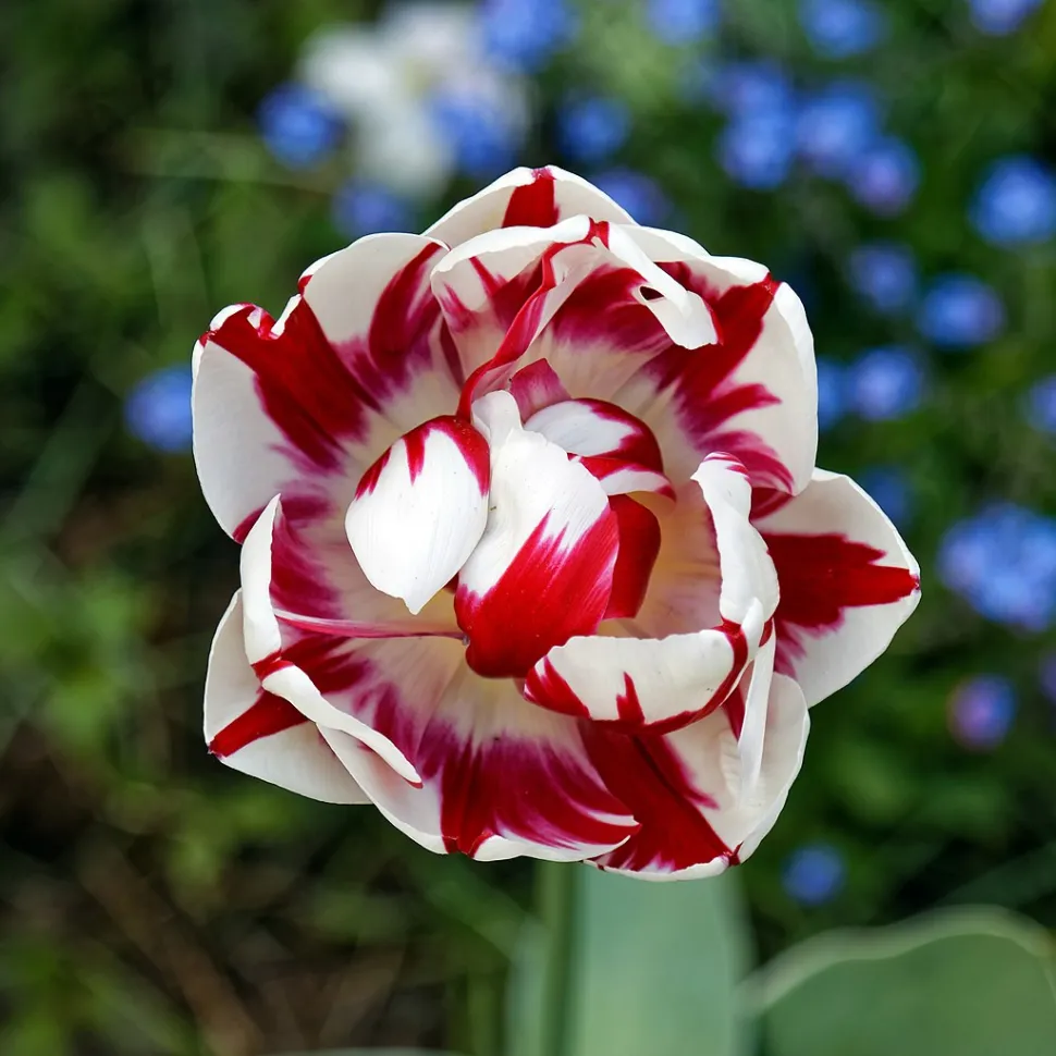 Flor de tulipán bicolor