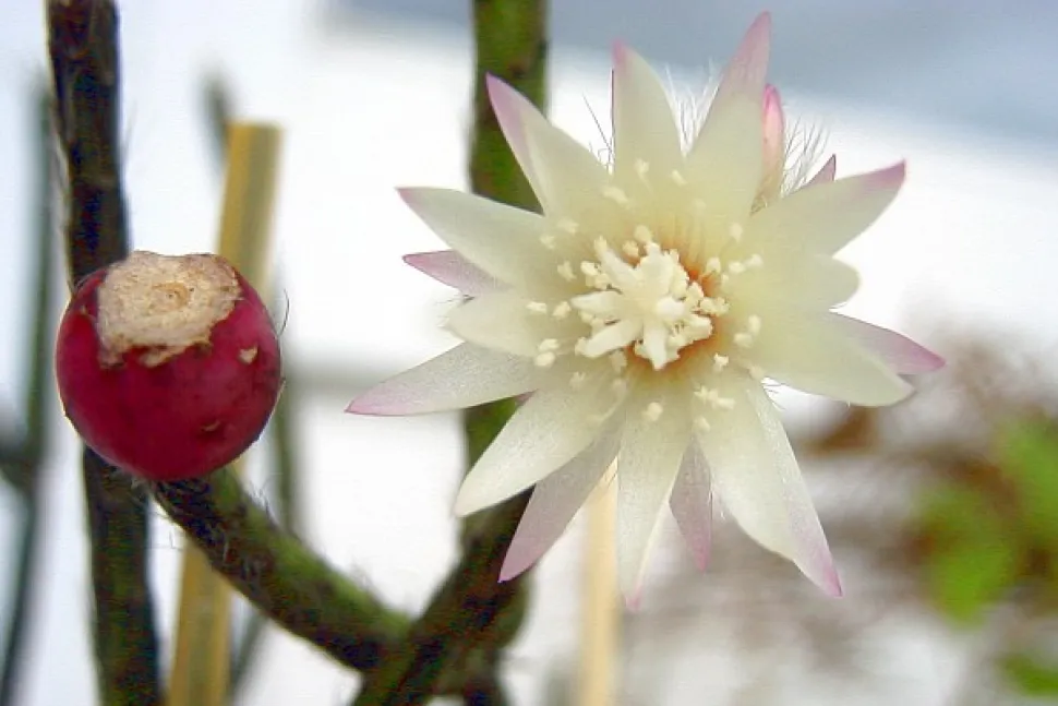 Blomster og bær Rhipsalis pilocarpa