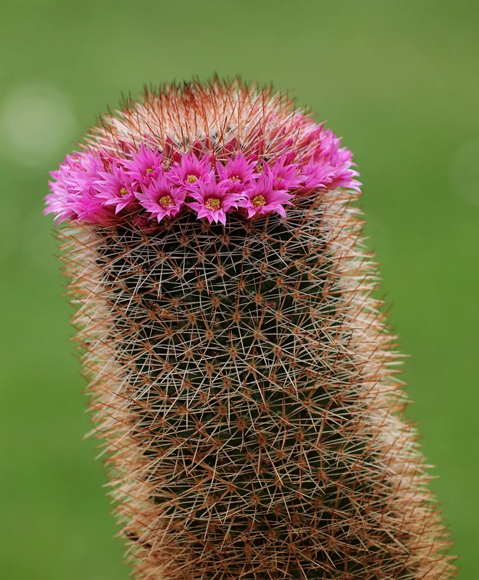 Mammillaria spinosissima fleurs roses
