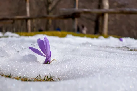 Fleur violette sous la neige