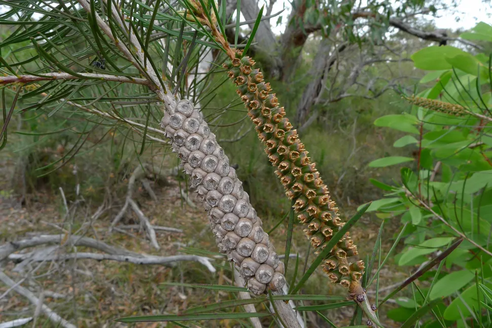 Melaleuca linearis frugt