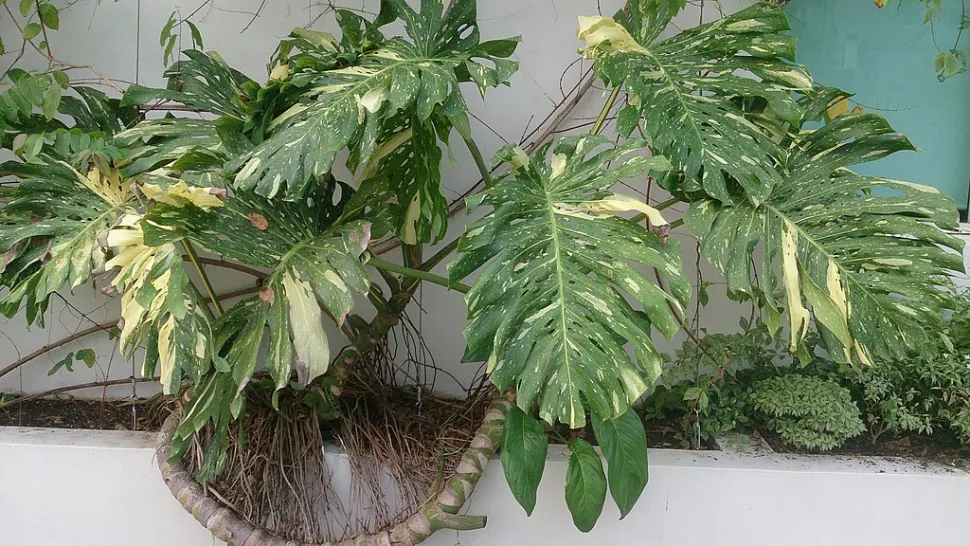 Monstera follaje variegado albo variegata