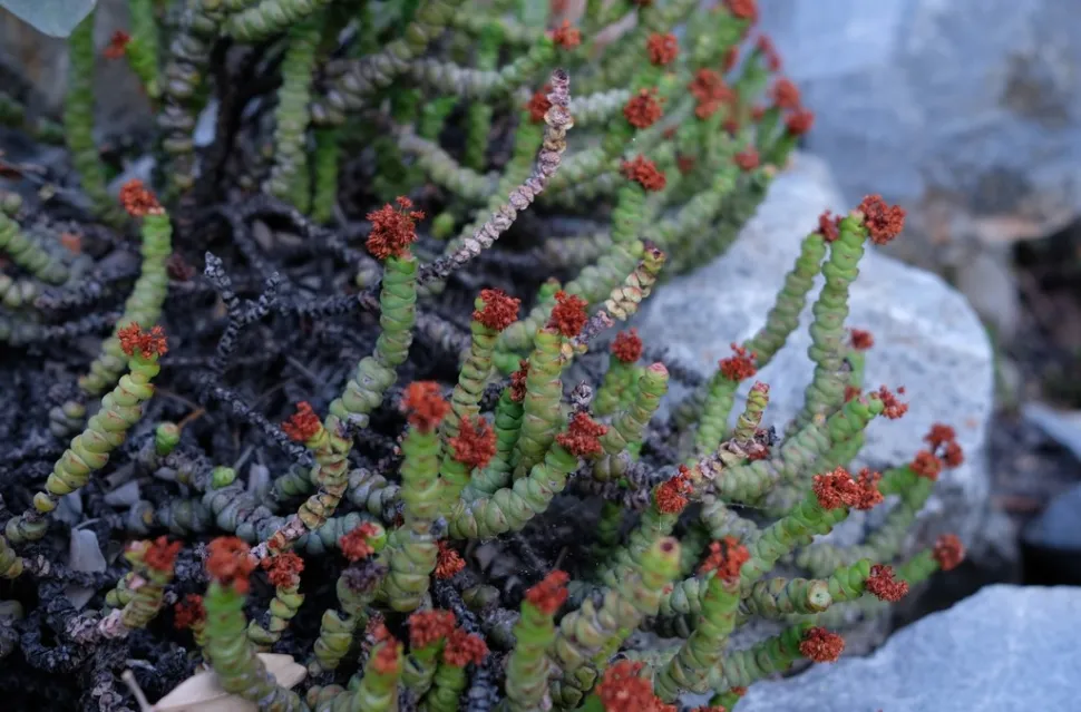 Crassula rupestris in flower