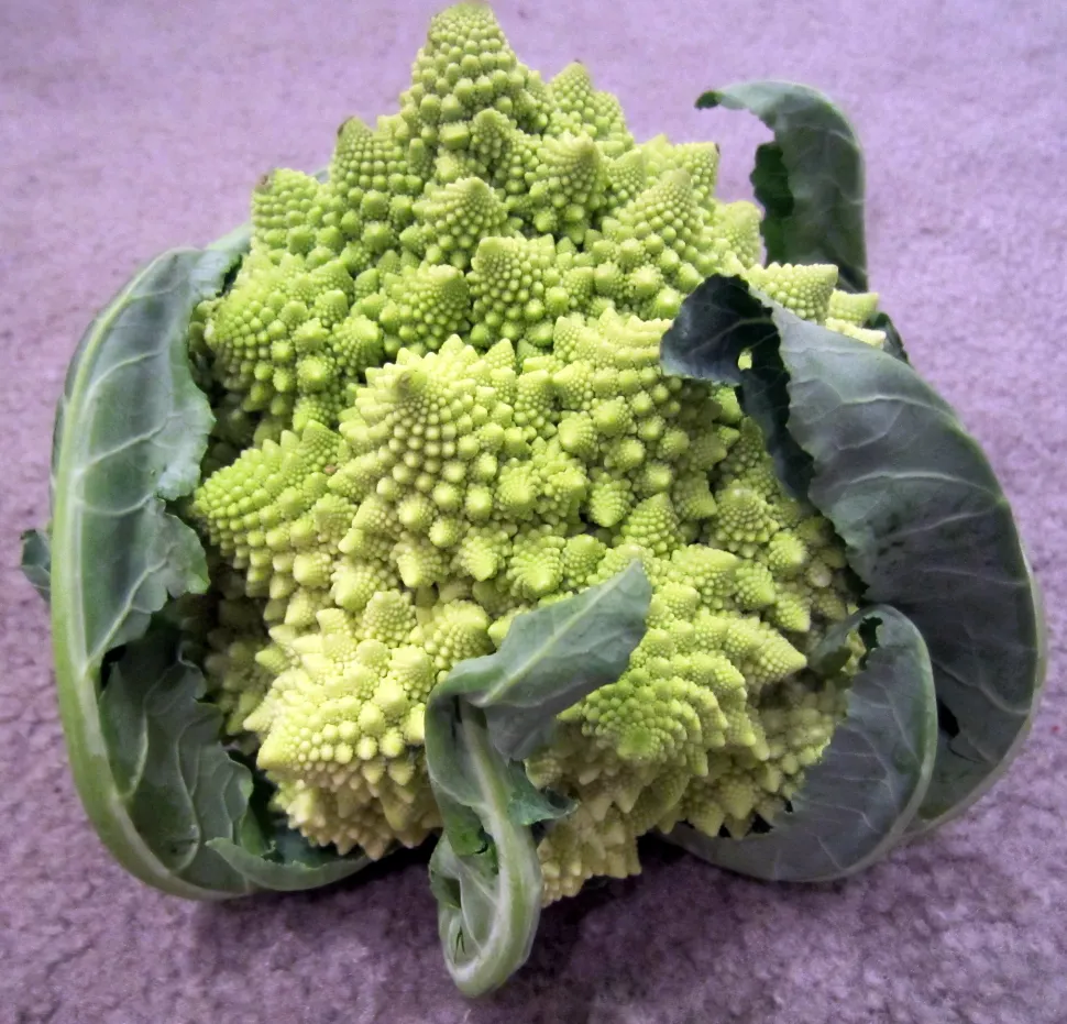 Romanesco cabbage Autumn cauliflower