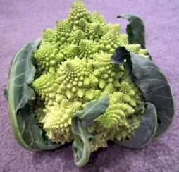 Romanesco-Kohl Herbstblumenkohl