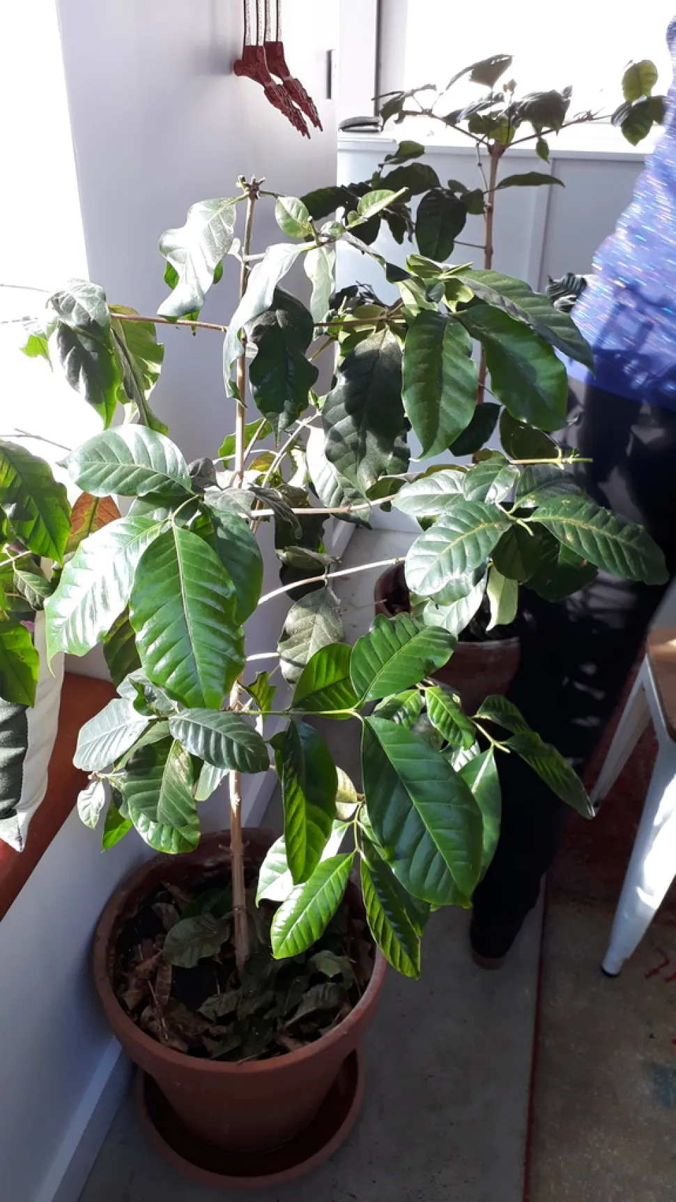 Coffea arabica in vaso