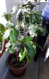 Coffea arabica num vaso