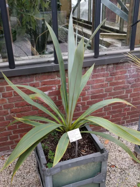 Cordyline indivisa in pot