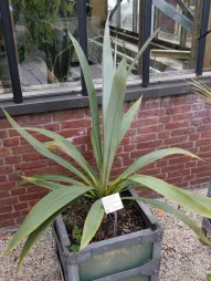 Cordyline indivisa num vaso