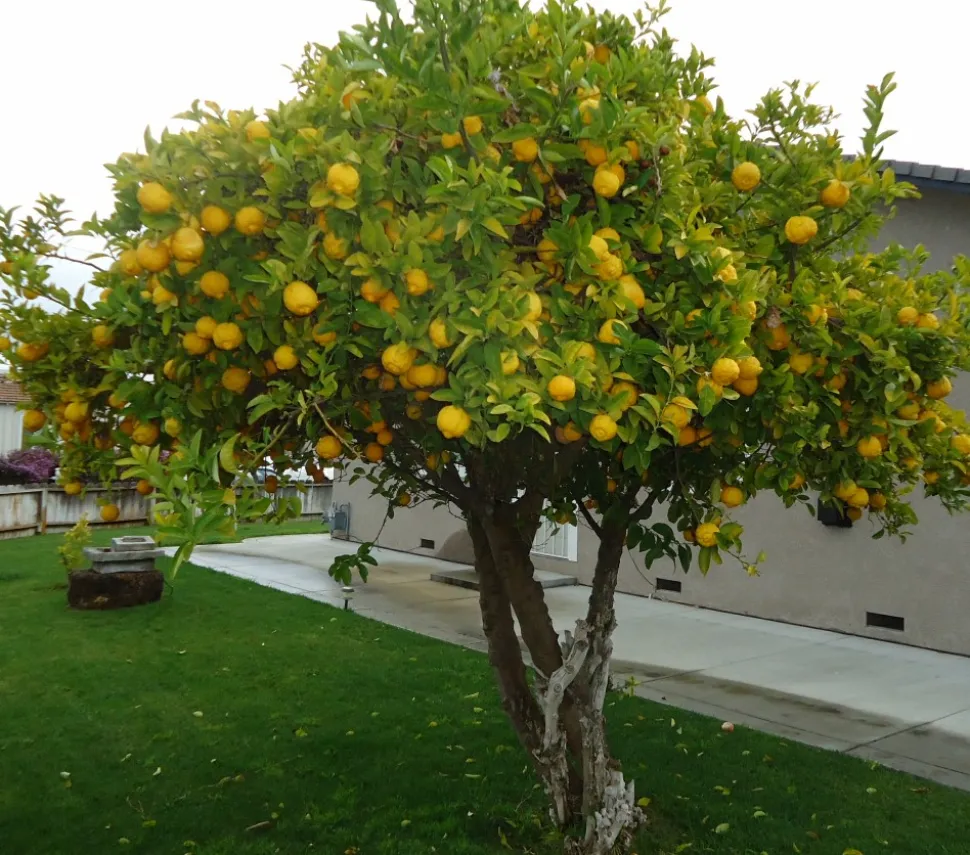 Citrontræ med frugt i en have