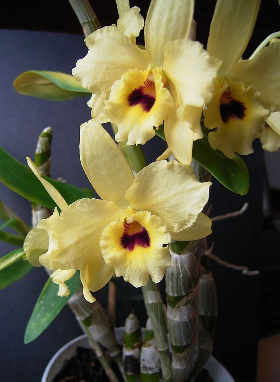 Fiori di orchidea bambù Dendrobium nobile giallo