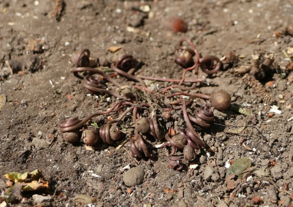 Vruchten Cyclamen coum