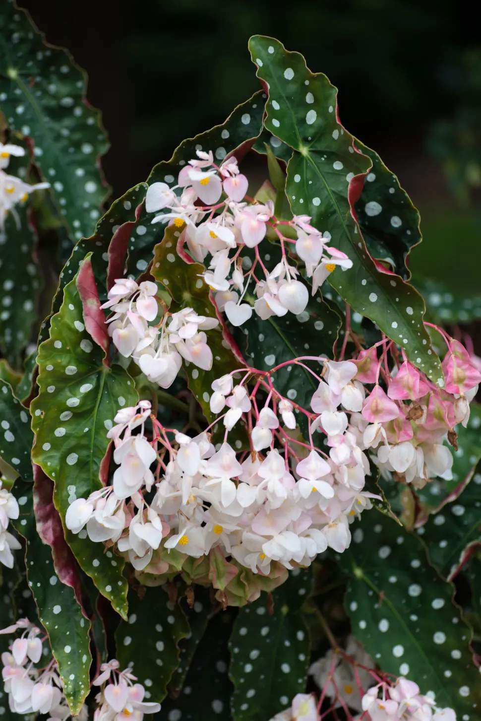 Begonia maculata Wightii in Blüte