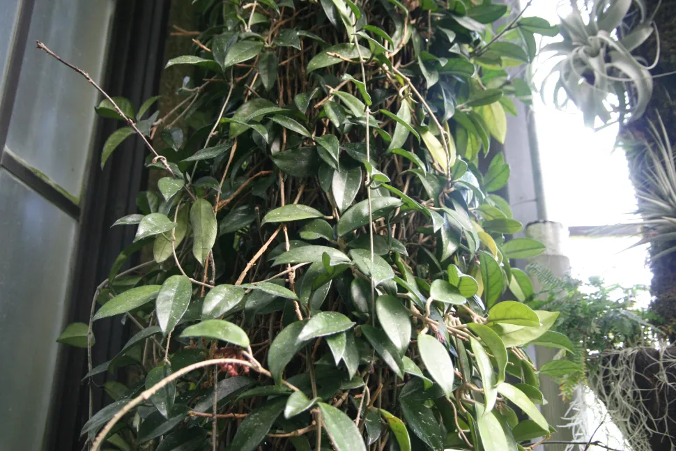 Trepadeira verde de folhas ovais Hoya carnosa