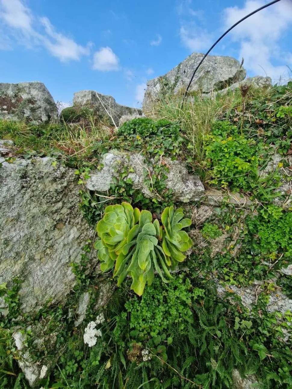 Aeonium cuneatum