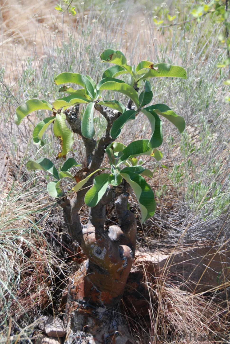 Ørkenrose Adenium boehmianum i jorden