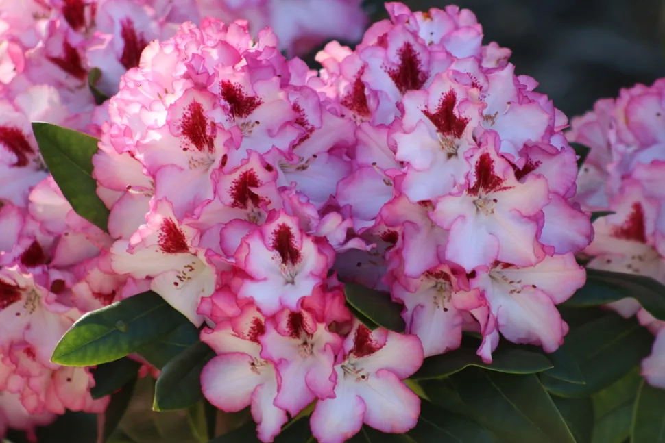 Rhododendron ponticum fiori bianchi e rosa