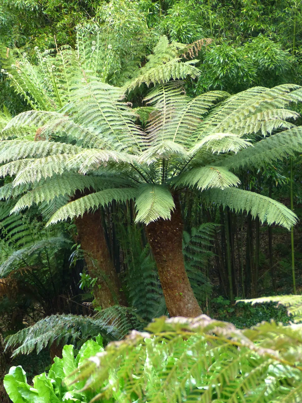 Felce arborea Dicksonia antarctica natura