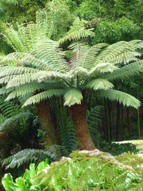 Tree fern Dicksonia antarctica nature