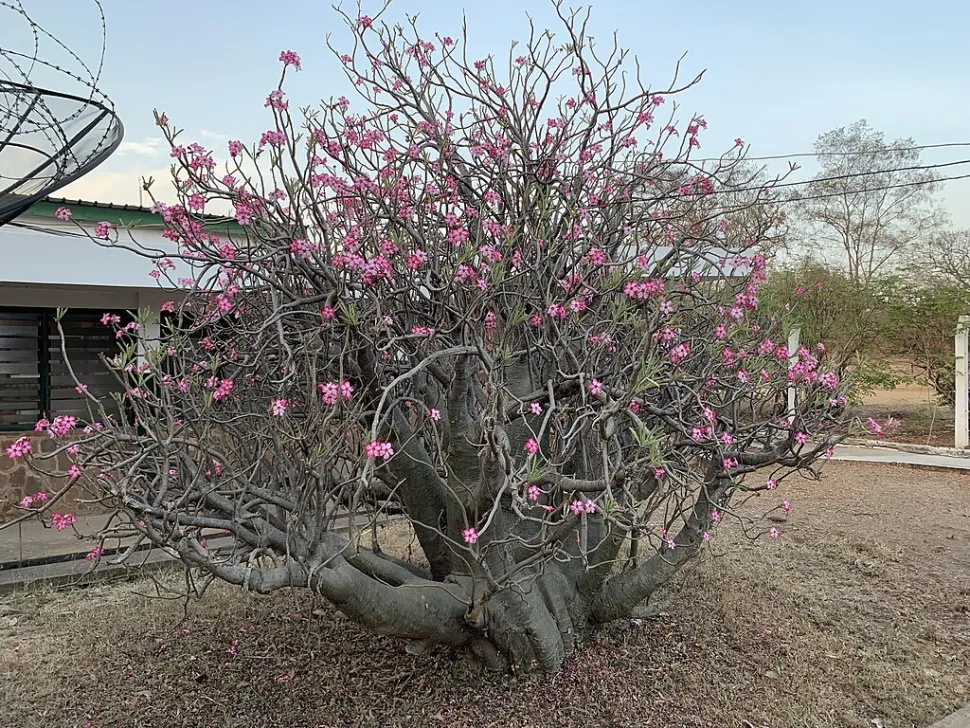 Rosa del deserto Adenium obesum nel terreno