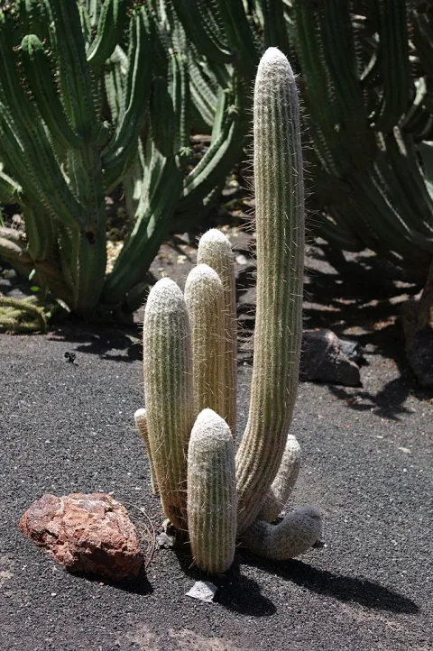 Cactus recouvert de poils Espostoa melanostele