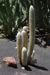 Cato peludo Espostoa melanostele