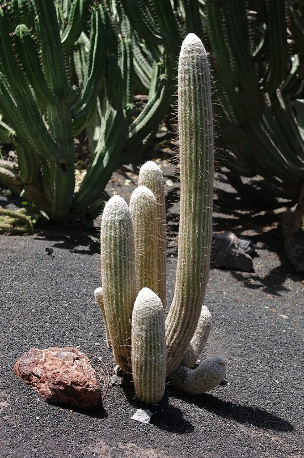 Harige cactus Espostoa melanostele