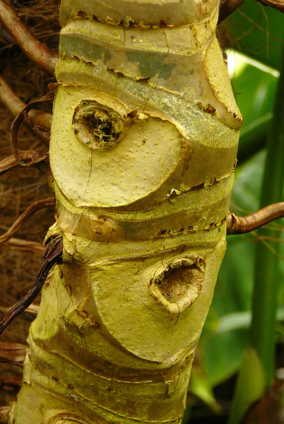 Philodendron rugosum stam
