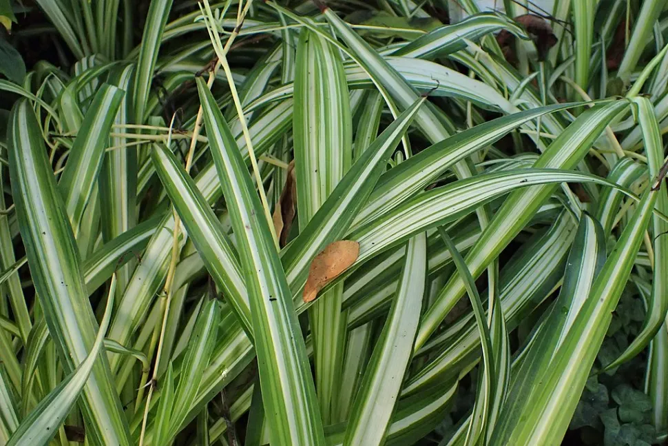 Foglie di Chlorophytum vittatum