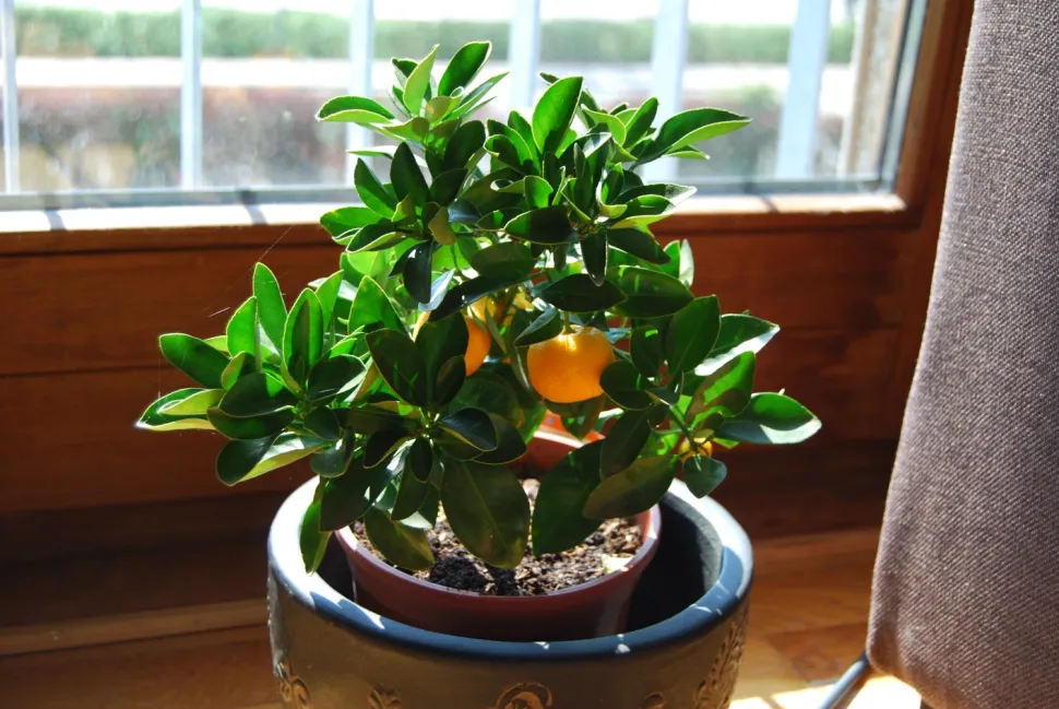 Ungt appelsintræ Citrus sinensis i en potte