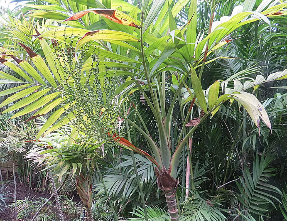 Chamaedorea elegans in freier Natur