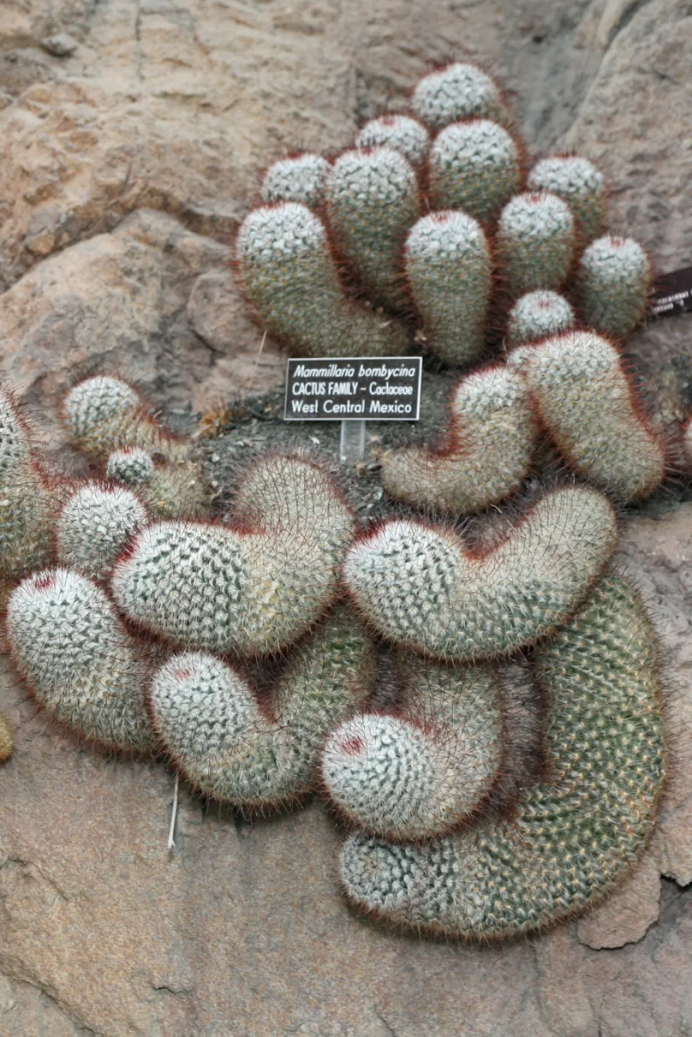 Kaktus Mammillaria bombycina mit Ablegern