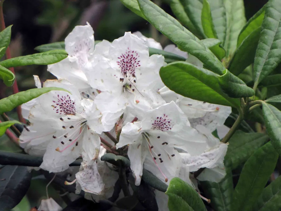 Weiße Blüten Rhododendron ponticum