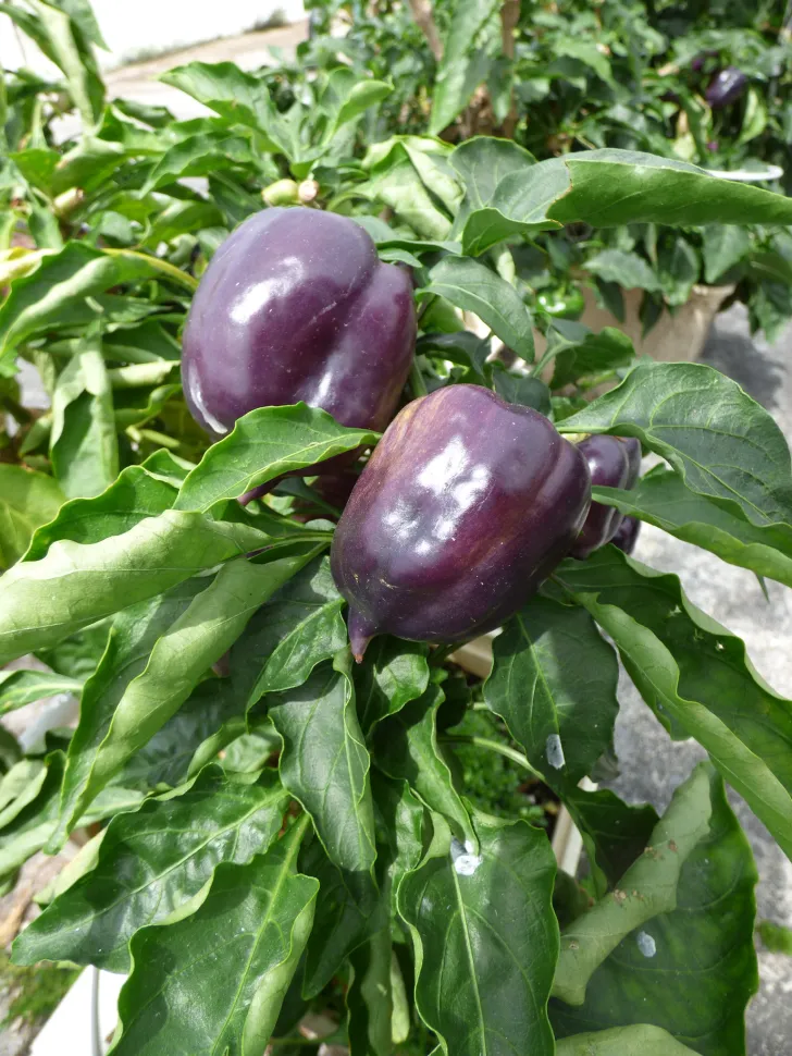 Poivrons violets