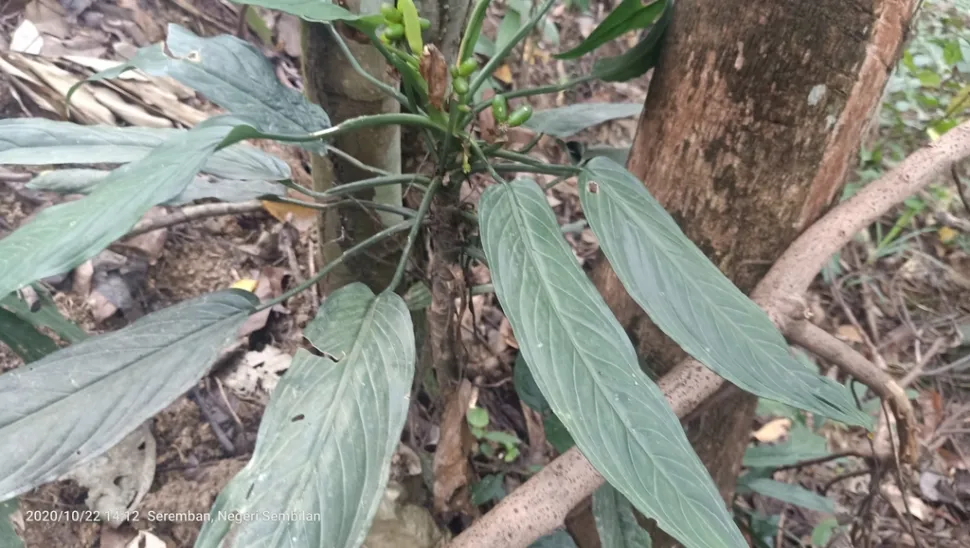 Aglaonema simplex nel terreno